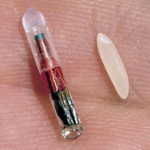 Pet Id-chips are not much bigger than a grain of rice...and getting smaller all the time!