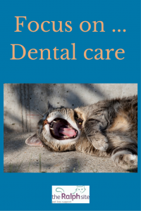 focus-on-dental-care-pinterest