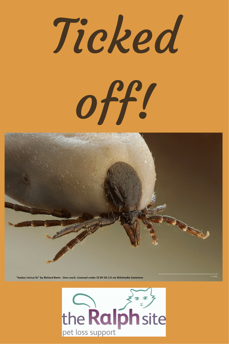 Ticked off! Ticks in dogs and cats… The Ralph Site Blog