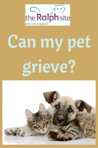 Can my pet grieve