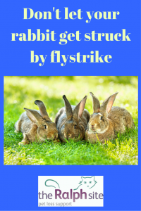 Dont let your rabbit get struck by flystrike pinterest