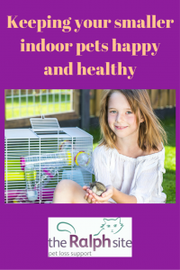 Keeping your smaller indoor pets happy and healthy pinterest