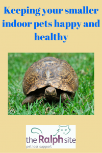 kEEPING YOUR SMALLER INDOOR PETS HAPPY AND HEALTHY part 2 pinterest