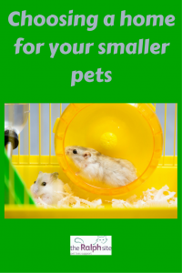 Choosing a home for your smaller pets pinterest