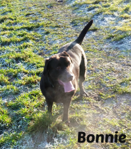 Bonnie in field with name