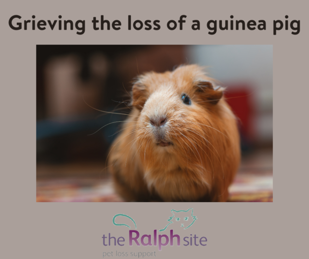 Grieving the loss of a guinea pig The Ralph Site Blog