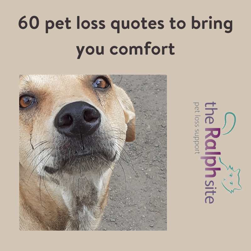60 pet loss quotes to bring you comfort | The Ralph Site Blog